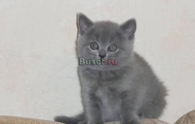 Шотландская  прямоухая голубого окраса Москва