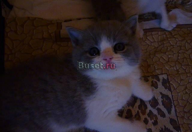 Шотландские вислоухие и Британские котята Москва