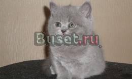 Британские плюшевые котята Санкт-Петербург