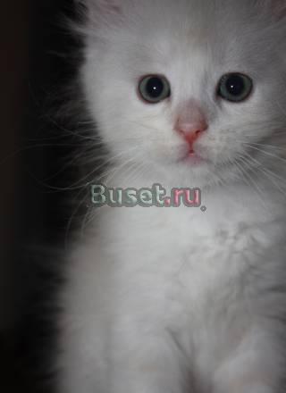 Продам персидского котенка Санкт-Петербург