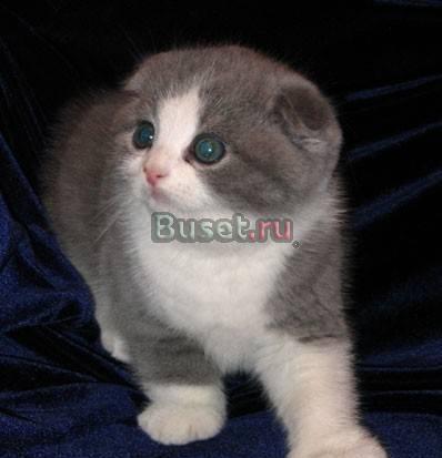 Отдам шотланского  котенка за символическую плату Москва