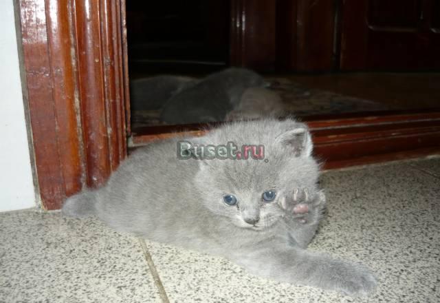 Продаются котята Таганрог