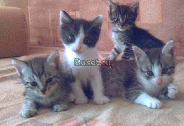 Отдам котят в хорошие руки Пермь