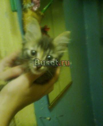 Отдам в дар красивого котеночка Пермь