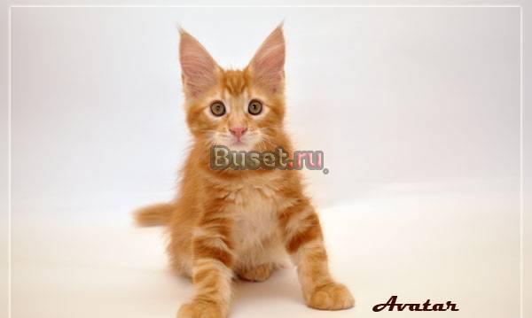 Котята мейн- кун Чебоксары
