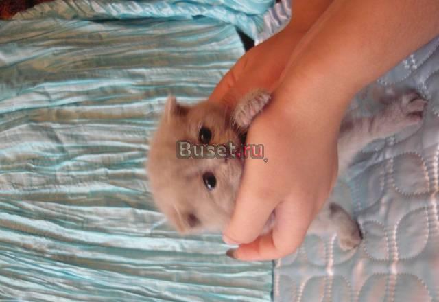 Шотландские котята Краснодар