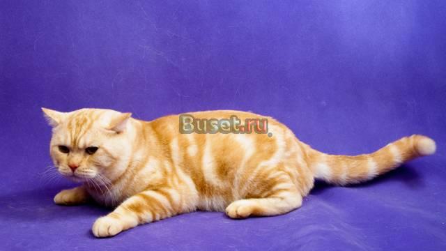 Симпатичные котята-британцы Санкт-Петербург