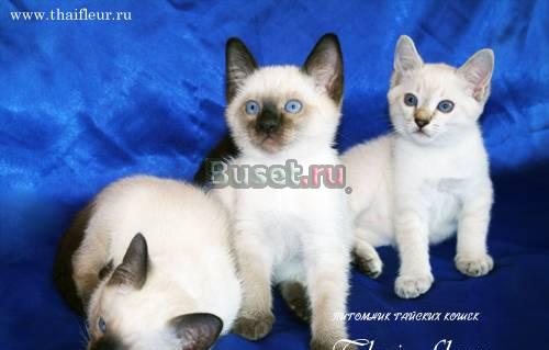 Тайские котята - девочки и мальчики Москва