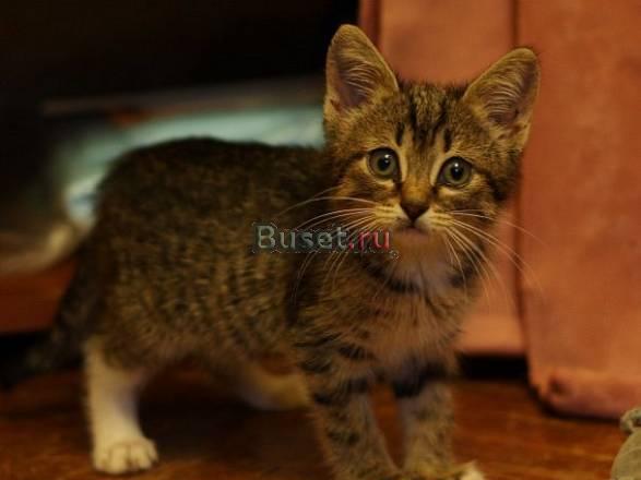 Озорной котенок для ответственных хозяев Москва