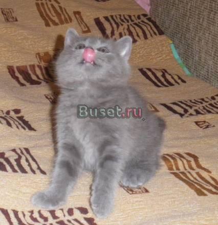 Британские девочки голубого окраса Санкт-Петербург