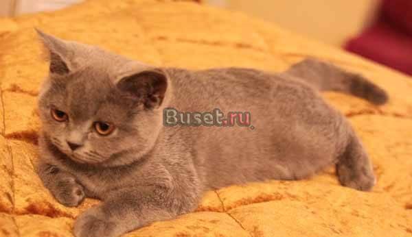 Клубныe, настоящие бритaнцы. Шоу классa Москва