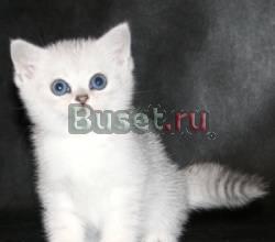 Роскошные кошки-песцыЭлитная британская шиншилла Москва