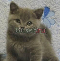 Британская голубая классика шоу класса Москва