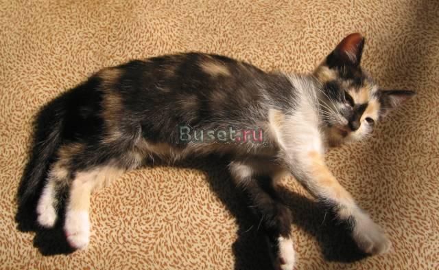 Отдам котёнка в добрые руки Королев