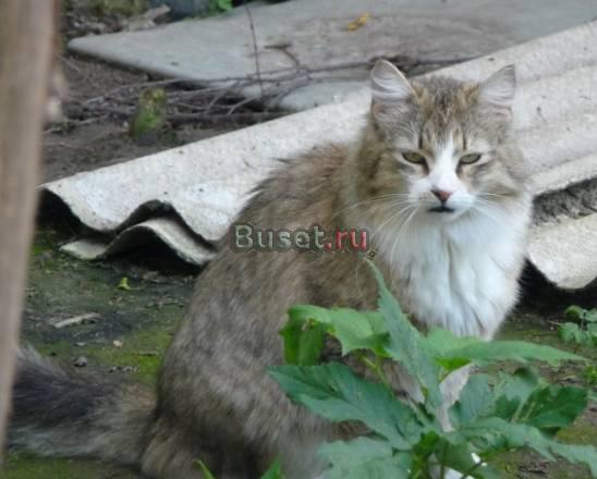Котяра Ёршик в дар Москва