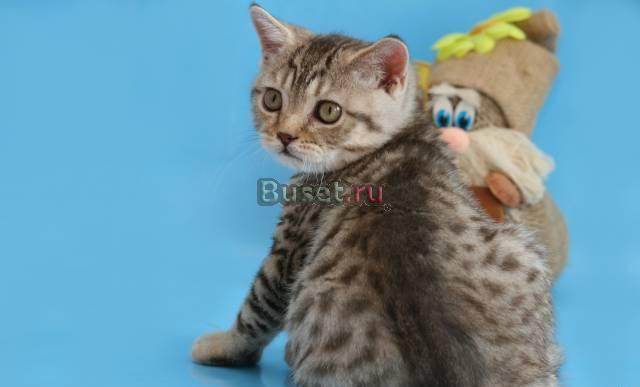 Британский котик шоколадное пятно на серебре Санкт-Петербург