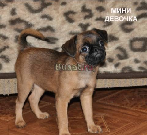 Пти брабансончики - очаровательные щенки Москва