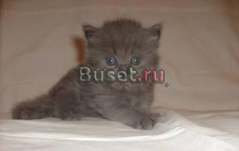 Британские длинношерстные котятанедорого Москва