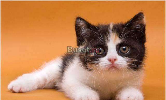 Британские котята plush CATxRU Москва