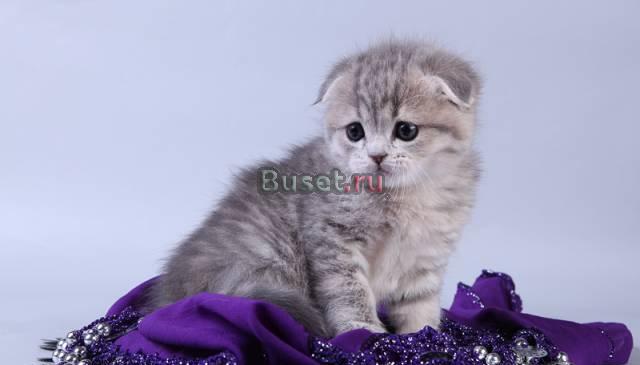 Шотландские вислоухие котята Москва