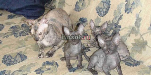 Котята Донского сфинкса Балаково