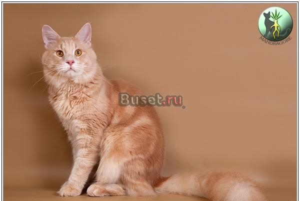 Продается Супер Кот Породы Мейн-Кун Москва