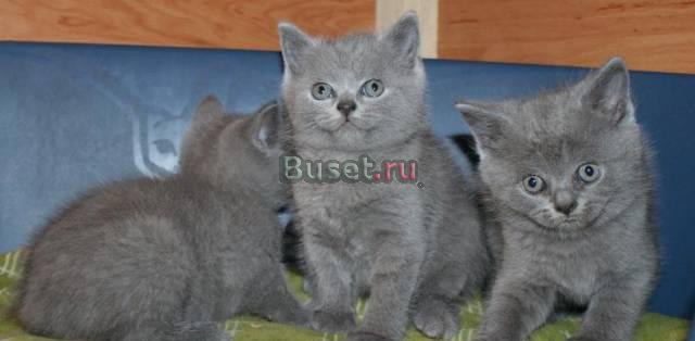 Чистопородные британские котята Калининград