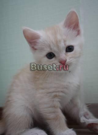 Продам очаровательного котенка Санкт-Петербург