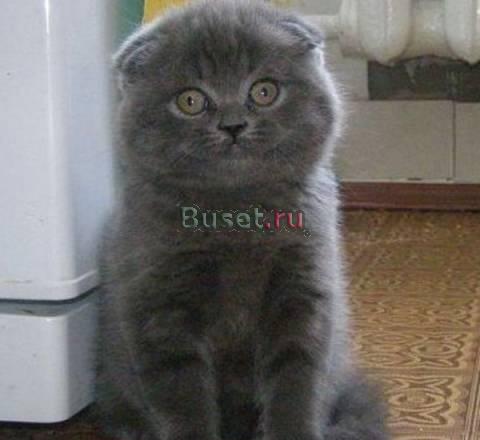 Шотландская вислоухая голубого окраса Москва