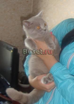 Британцы Красноярск