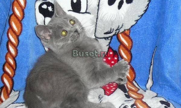 Британские котята Москва
