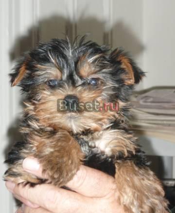 Щенки йоркширского терьера Краснодар
