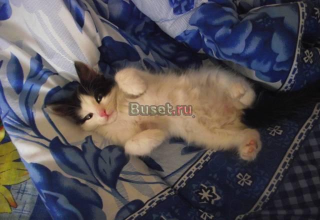 Отдам котенка, девочку в добрые руки , 4 месяца Санкт-Петербург