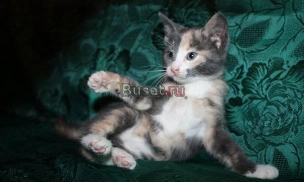 Шикарные котятки (2 мес) разного окраса Санкт-Петербург