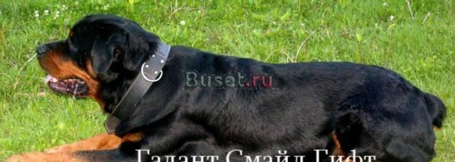 Ротвейлер для вязки Москва