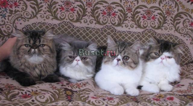 Персидские котята Уфа