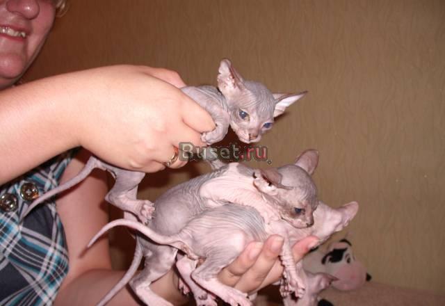 Продам Котят Кемерово