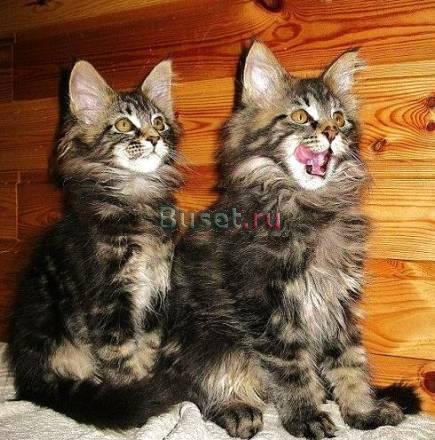 Мейн  Куна котята из питомника Москва