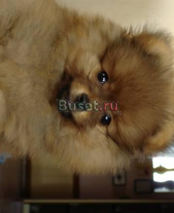 Миниатюрный щенок шпица Москва