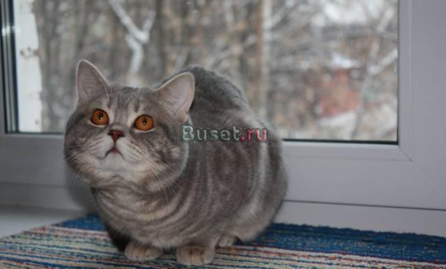 Вязка с шотландским котом (страйт) Москва