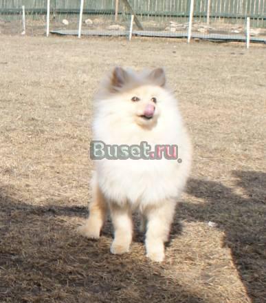 Щенок  шпица Электроугли