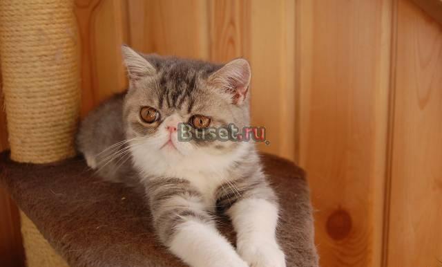 Экзотический котенок Барнаул