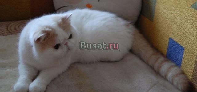Экзотический котик Омск