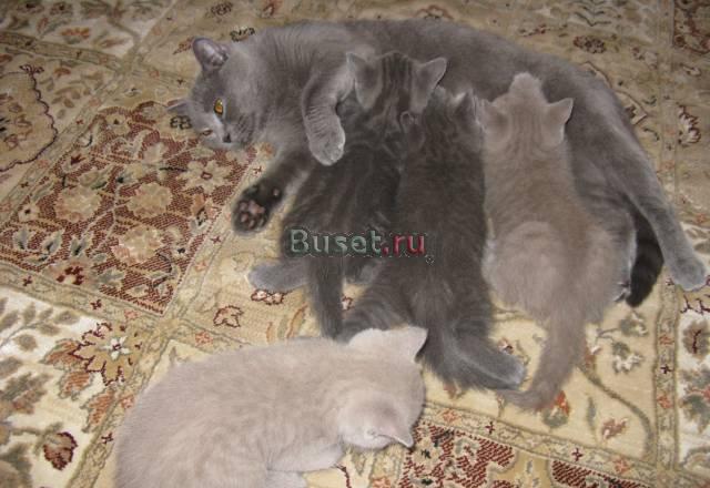 Британская короткошерстная Санкт-Петербург