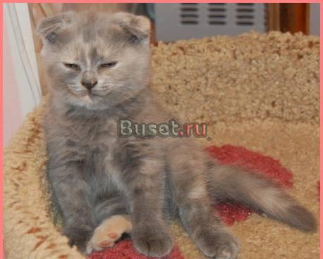 Очаровательная шотландская вислоухая кошечка Санкт-Петербург