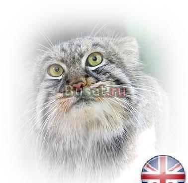 Результативный курс английского языка Санкт-Петербург