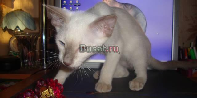 Петербургский сфинкс котики.(вариация с документам Санкт-Петербург