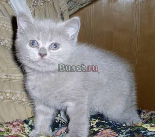 Приглашаем Вас выбрать себе котенка Москва