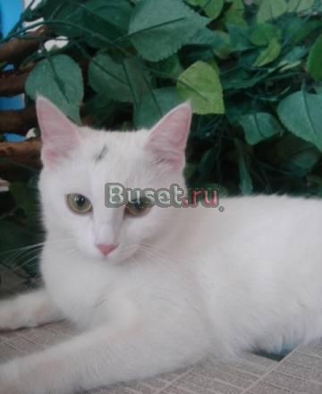 Ищем кота Турецкой ангоры для вязки Москва