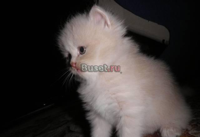 Котик персидский классический Москва